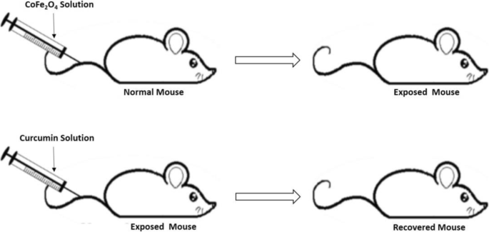 Comparative Toxicity of PEG-Coated Cobalt Ferrite Nanoparticles and Nanospheres