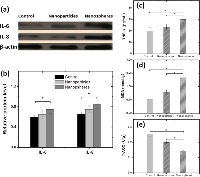 Comparative Toxicity of PEG-Coated Cobalt Ferrite Nanoparticles and Nanospheres