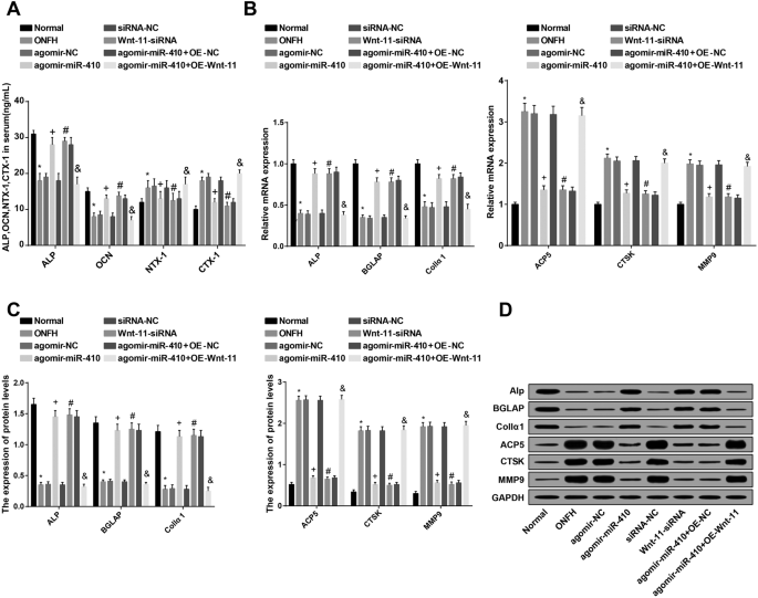 Targeting miR‑410/Wnt‑11 Regulates Bone Formation and Inhibits Osteoclasts to Treat Femoral Head Osteonecrosis