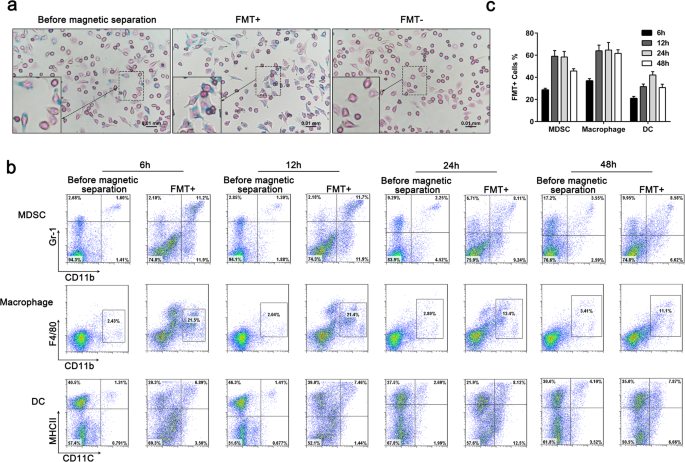 Ferumoxytol Reduces MDSC Activity to Alleviate LPS‑Induced Immunosuppression in Sepsis