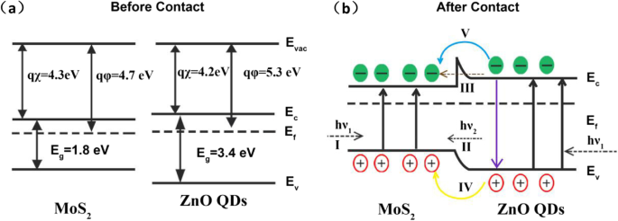 Ultrahigh‑Performance UV‑Visible Photodetector: ZnO‑QD/Monolayer MoS₂ Heterostructure