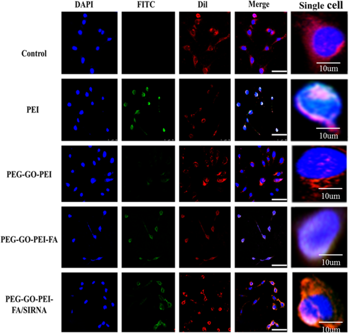 Targeted siRNA Delivery to Ovarian Cancer Using Folate‑Functionalized Graphene Oxide/PEI Nanocomplexes