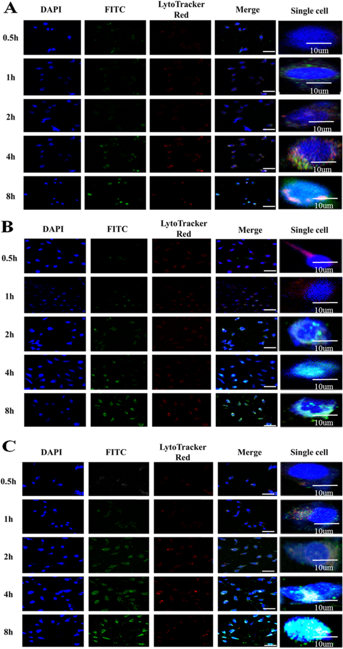 Targeted siRNA Delivery to Ovarian Cancer Using Folate‑Functionalized Graphene Oxide/PEI Nanocomplexes