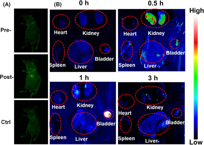 Affordable Green Fluorescent Carbon Dots: Enhanced Bioimaging & Targeted Drug Delivery