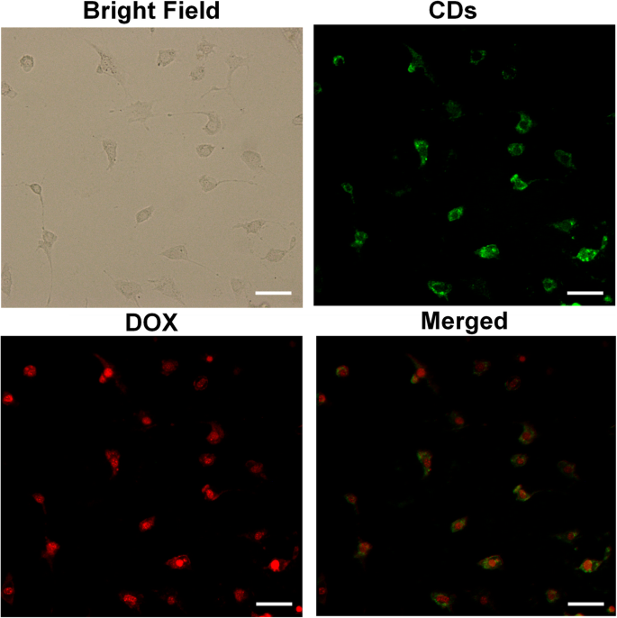 Affordable Green Fluorescent Carbon Dots: Enhanced Bioimaging & Targeted Drug Delivery