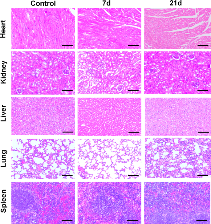 Affordable Green Fluorescent Carbon Dots: Enhanced Bioimaging & Targeted Drug Delivery