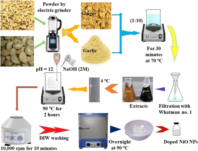 Green‑Synthesized Nickel Oxide Nanoparticles from Ginger and Garlic Show Strong Antibacterial & Catalytic Performance