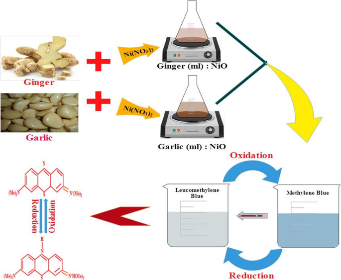 Green‑Synthesized Nickel Oxide Nanoparticles from Ginger and Garlic Show Strong Antibacterial & Catalytic Performance