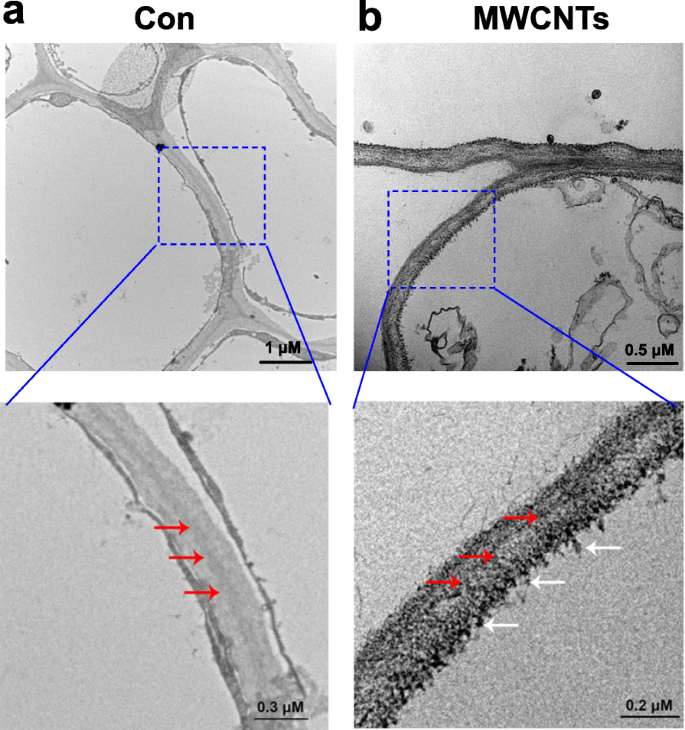 How Multi‑Walled Carbon Nanotubes Promote Tomato Lateral Root Development via Nitric Oxide Signaling