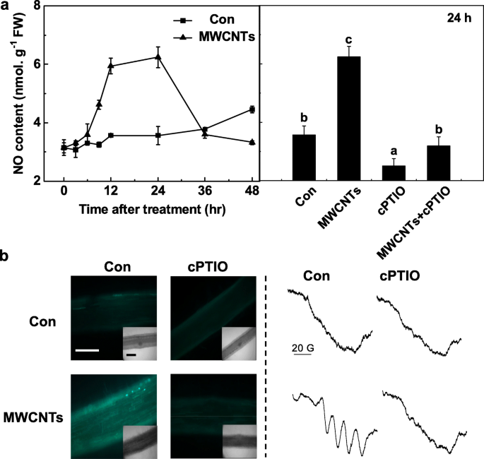 How Multi‑Walled Carbon Nanotubes Promote Tomato Lateral Root Development via Nitric Oxide Signaling