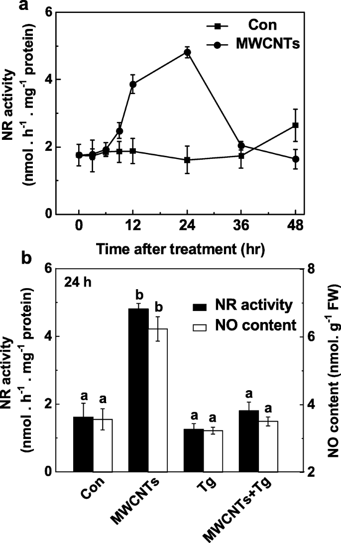 How Multi‑Walled Carbon Nanotubes Promote Tomato Lateral Root Development via Nitric Oxide Signaling