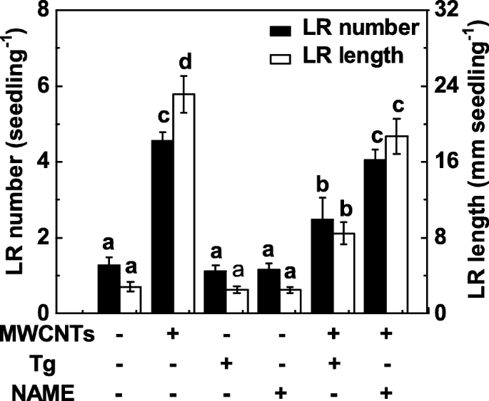How Multi‑Walled Carbon Nanotubes Promote Tomato Lateral Root Development via Nitric Oxide Signaling