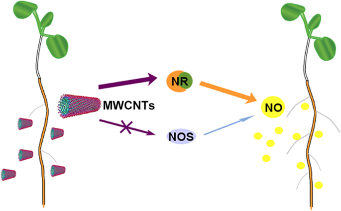 How Multi‑Walled Carbon Nanotubes Promote Tomato Lateral Root Development via Nitric Oxide Signaling