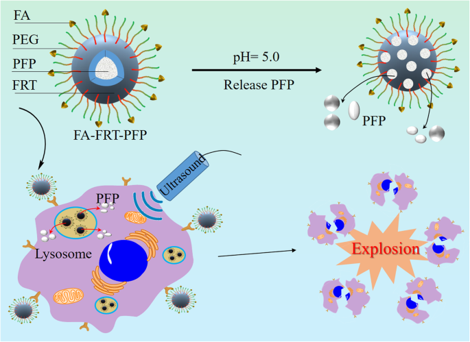 Targeted Ultrasound Imaging & Therapy of Ovarian Tumors Using pH‑Responsive Perfluoropentane Protein Nanoparticles