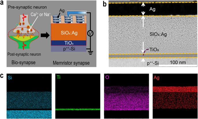Optimized Analog Switching and Synaptic Functionality in Ag/SiOx:Ag/TiOx/p++-Si Memristor Devices