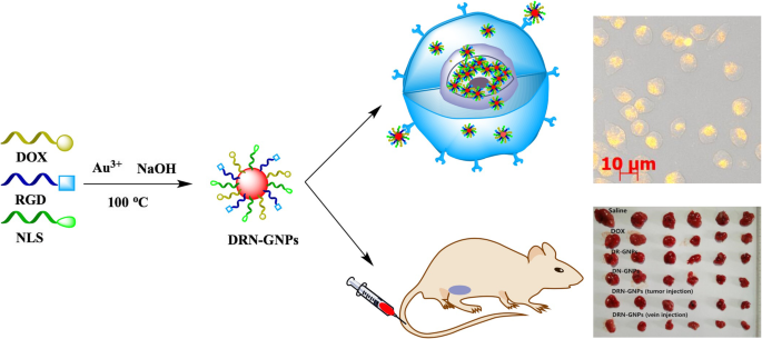 Efficient One-Step Green Synthesis of Multifunctional Gold Nanoparticles for Targeted Tumor Imaging and Therapy
