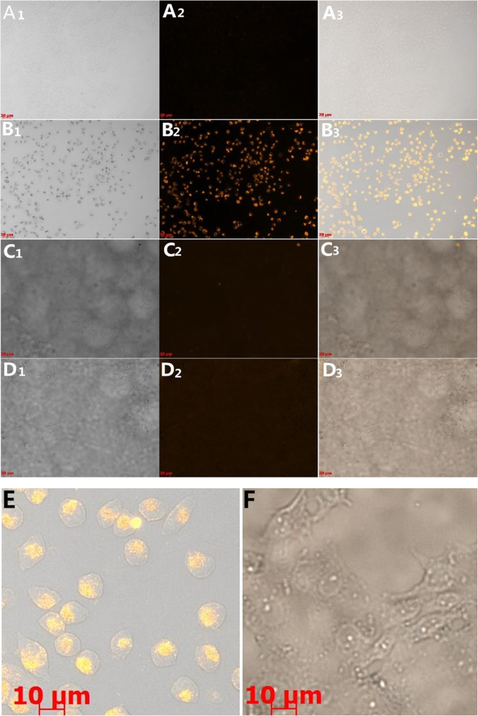 Efficient One-Step Green Synthesis of Multifunctional Gold Nanoparticles for Targeted Tumor Imaging and Therapy