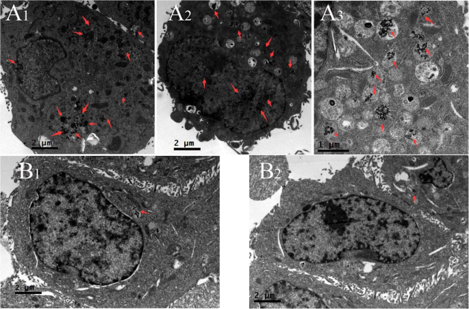 Efficient One-Step Green Synthesis of Multifunctional Gold Nanoparticles for Targeted Tumor Imaging and Therapy