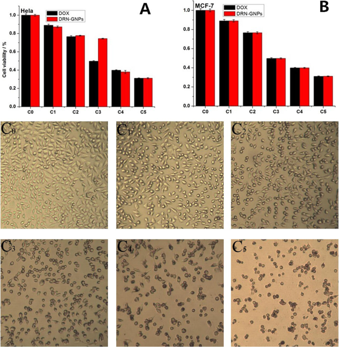Efficient One-Step Green Synthesis of Multifunctional Gold Nanoparticles for Targeted Tumor Imaging and Therapy