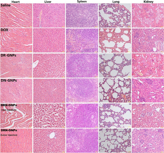 Efficient One-Step Green Synthesis of Multifunctional Gold Nanoparticles for Targeted Tumor Imaging and Therapy