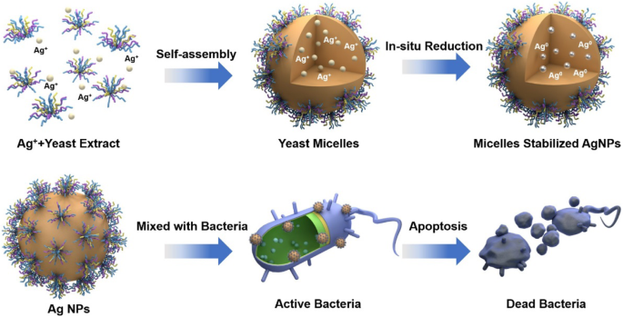 Green Synthesis of Silver Nanoparticles with Yeast Extract: Controlled Morphology and Enhanced Antibacterial Activity