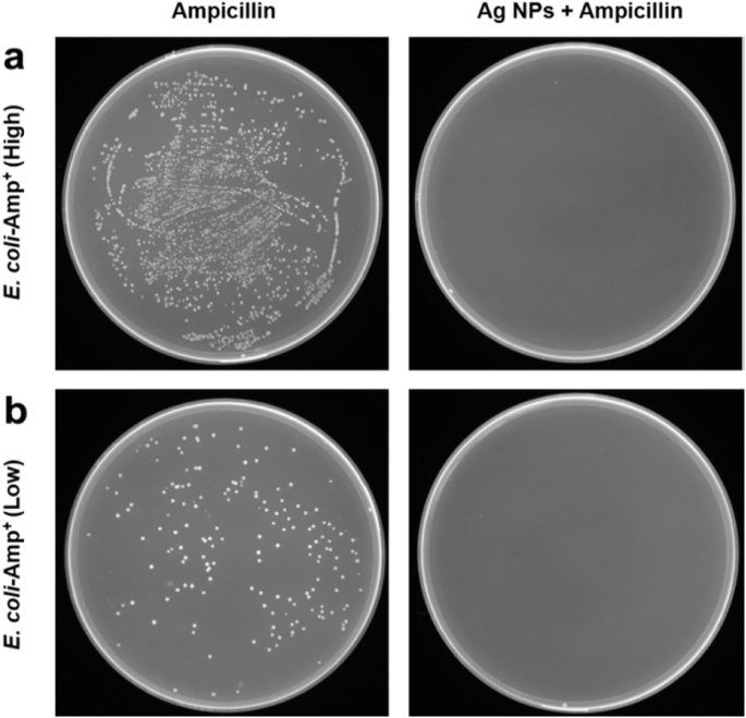 Green Synthesis of Silver Nanoparticles with Yeast Extract: Controlled Morphology and Enhanced Antibacterial Activity