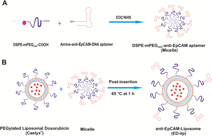 Targeted Doxorubicin Delivery Using Anti-EpCAM Aptamer-Functionalized Liposomes: Efficacy in C26 Colon Carcinoma Models