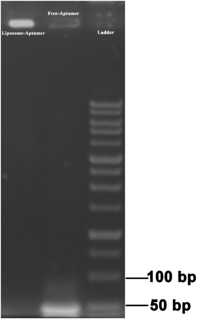 Targeted Doxorubicin Delivery Using Anti-EpCAM Aptamer-Functionalized Liposomes: Efficacy in C26 Colon Carcinoma Models