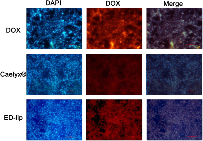 Targeted Doxorubicin Delivery Using Anti-EpCAM Aptamer-Functionalized Liposomes: Efficacy in C26 Colon Carcinoma Models
