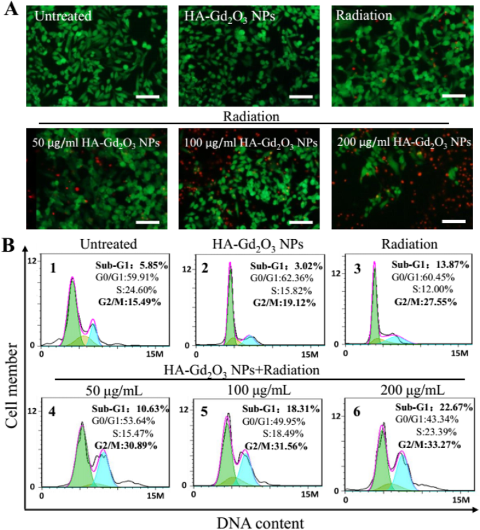 Hyaluronic Acid-Functionalized Gd₂O₃ Nanoparticles: Enhancing MRI-Guided Radiotherapy for Tumors