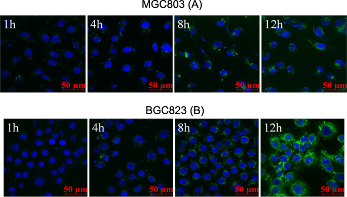 Emodin‑Loaded Stearic Acid‑G‑Chitosan Oligosaccharide Nanomicelles: Design, Characterization, and Antitumor Activity