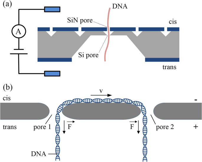 Optimizing DNA Translocation in Solid‑State Nanopores for Enhanced Sequencing Accuracy
