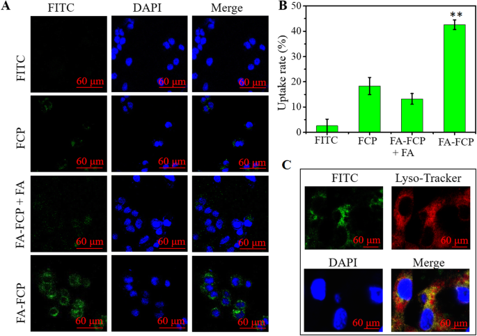 Targeted Curcumin Nanoparticles Activated by Low‑Intensity Focused Ultrasound for pH‑Responsive Theranostics in Ovarian Cancer