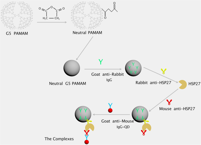 Advanced PAMAM‑Quantum Dot Complexes for Rapid Clinical Immunoassays