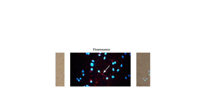 Advanced PAMAM‑Quantum Dot Complexes for Rapid Clinical Immunoassays