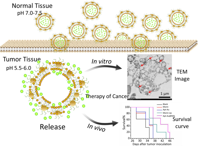 Targeted pH‑Responsive Liposomal Delivery of Morin via Aptamer‑Gold Nanoparticle Conjugates for Cancer Therapy