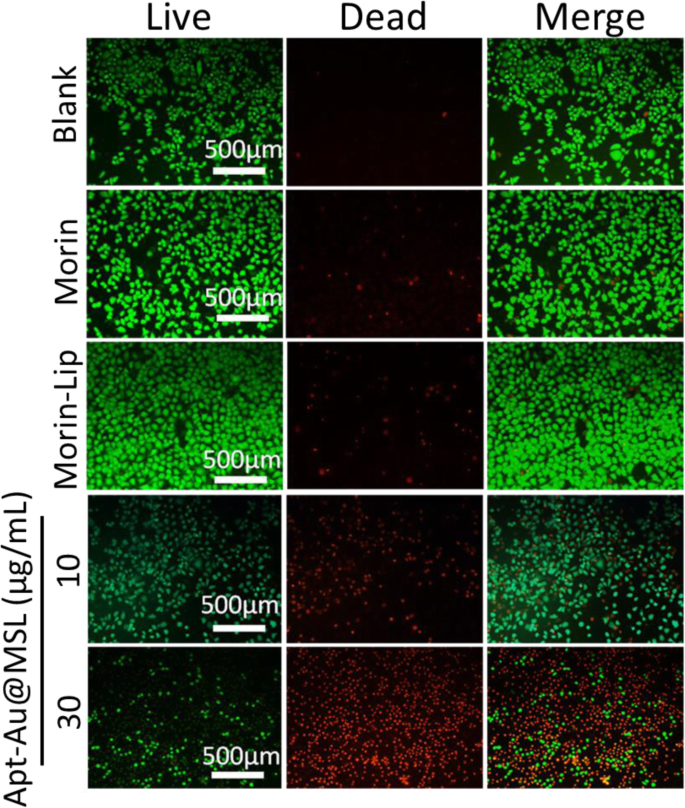 Targeted pH‑Responsive Liposomal Delivery of Morin via Aptamer‑Gold Nanoparticle Conjugates for Cancer Therapy
