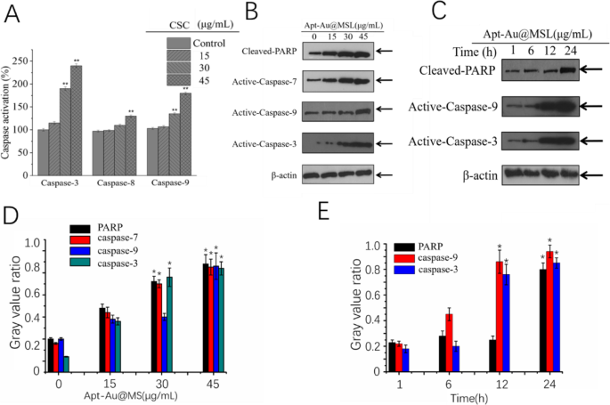 Targeted pH‑Responsive Liposomal Delivery of Morin via Aptamer‑Gold Nanoparticle Conjugates for Cancer Therapy