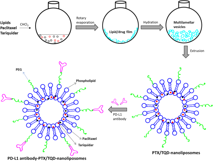 Targeted Nanoliposome Delivery of Paclitaxel and P-gp Inhibitor via PD‑L1 Antibody to Overcome Multidrug‑Resistant Gastric Cancer