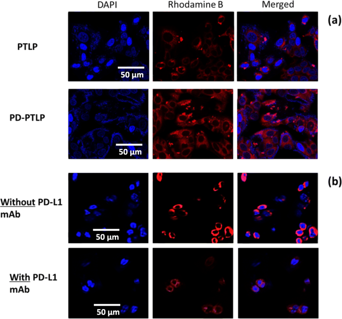 Targeted Nanoliposome Delivery of Paclitaxel and P-gp Inhibitor via PD‑L1 Antibody to Overcome Multidrug‑Resistant Gastric Cancer