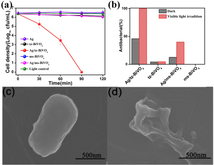 How Ag-Modified BiVO4 Enhances Photocatalytic Antibacterial Performance: A Structural-Dependent Study