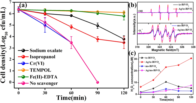 How Ag-Modified BiVO4 Enhances Photocatalytic Antibacterial Performance: A Structural-Dependent Study