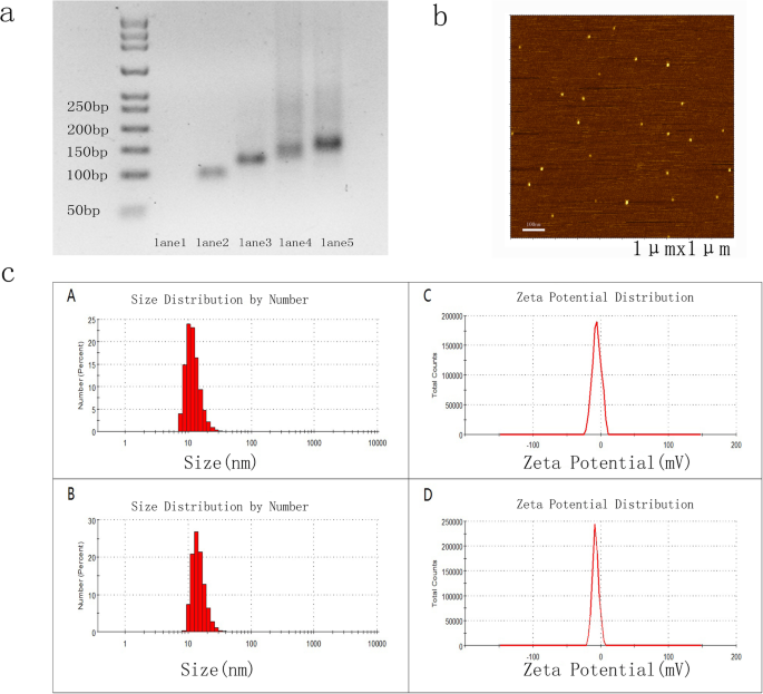 Targeted Glioma Therapy: Gint4.T-Modified DNA Tetrahedrons Deliver Doxorubicin to Inhibit PDGFRβ-Driven Cell Proliferation