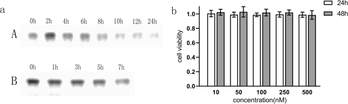 Targeted Glioma Therapy: Gint4.T-Modified DNA Tetrahedrons Deliver Doxorubicin to Inhibit PDGFRβ-Driven Cell Proliferation