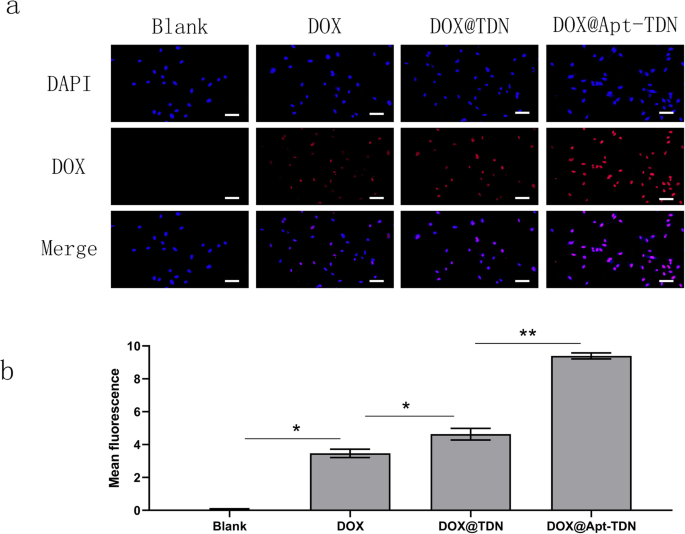 Targeted Glioma Therapy: Gint4.T-Modified DNA Tetrahedrons Deliver Doxorubicin to Inhibit PDGFRβ-Driven Cell Proliferation