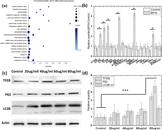 Developing a Precise Lysosomal pH Sensor Using Self-Decomposing SiO2 Nanoparticles