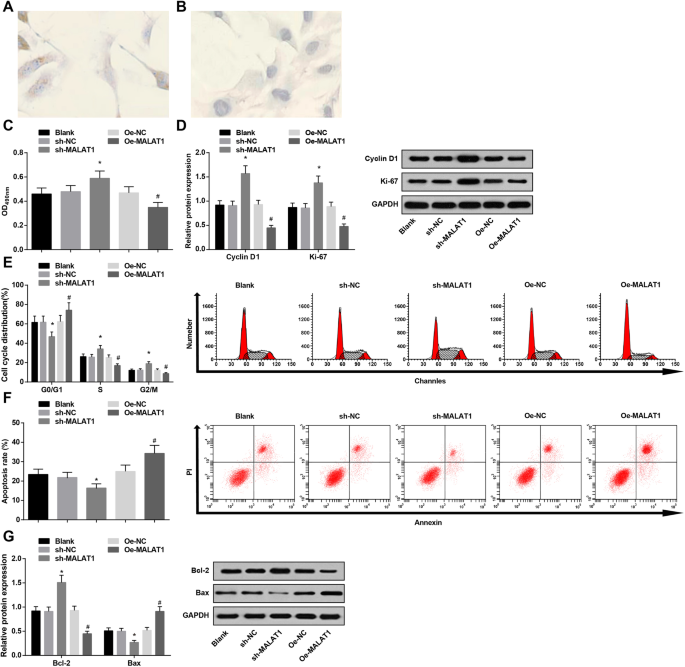 MALAT1/miR-143/VEGFA Axis Drives Endothelial Damage Leading to Intracranial Aneurysm
