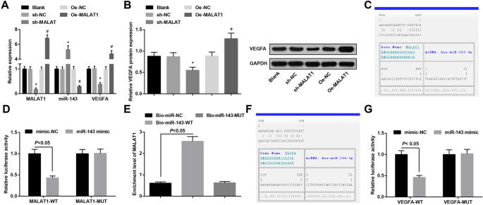 MALAT1/miR-143/VEGFA Axis Drives Endothelial Damage Leading to Intracranial Aneurysm