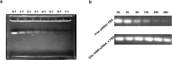GAL-GNR-siBRAF Nanosystem: Targeted BRAF Gene Silencing + Photothermal Therapy to Halt Hepatoma Growth