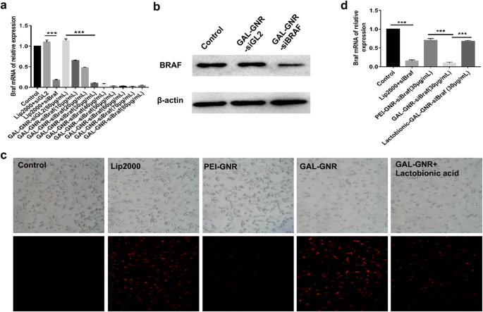 GAL-GNR-siBRAF Nanosystem: Targeted BRAF Gene Silencing + Photothermal Therapy to Halt Hepatoma Growth
